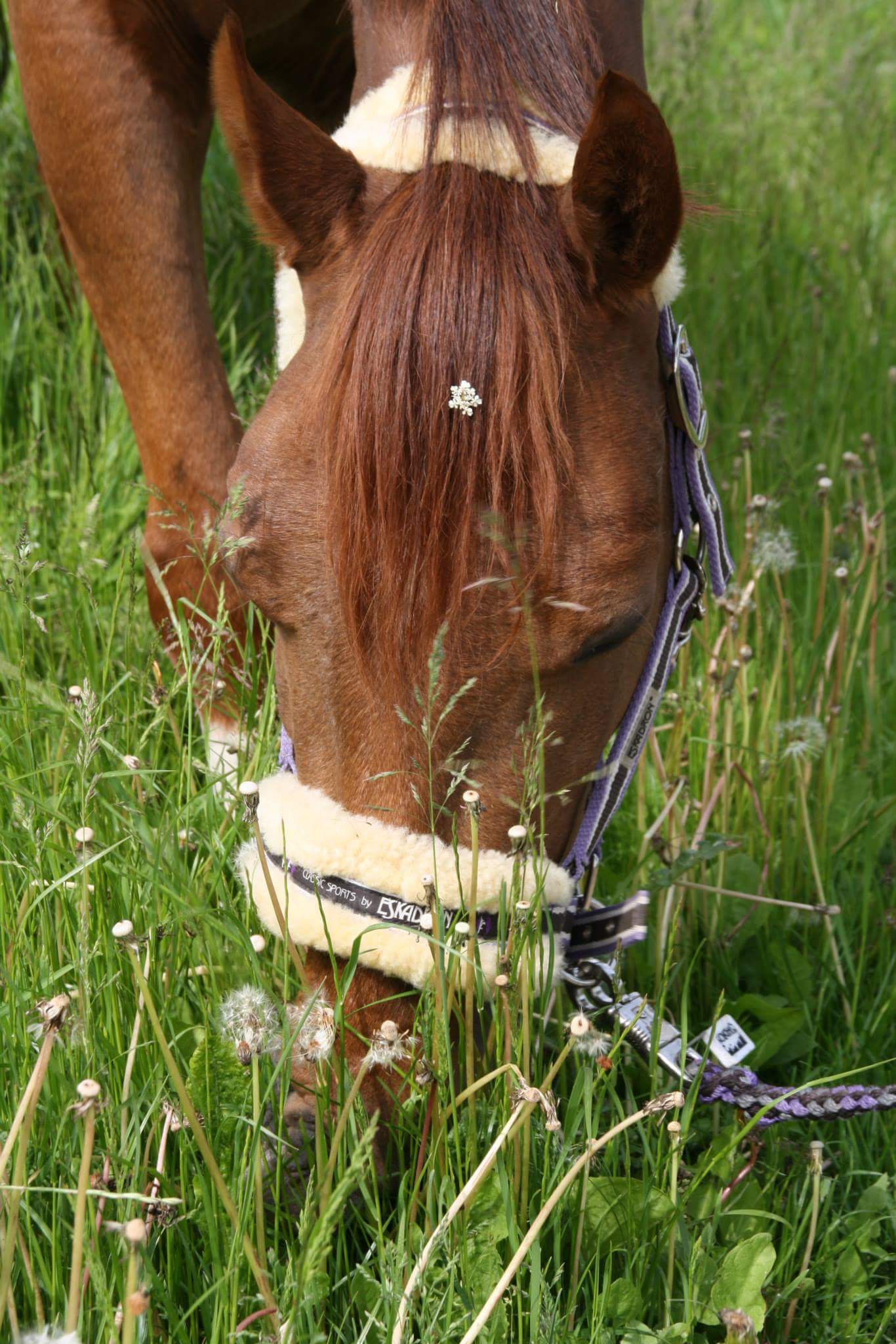 Bei Weidegang im Sommer ist die Proteinversorgung normalerweise gesichert. Bei Weidegang im Sommer ist die Proteinversorgung normalerweise gesichert.