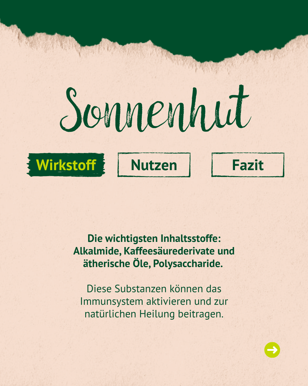 Überschrift 'Sonnenhut' mit drei Schaltflächen 'Wirkstoff', 'Nutzen', 'Fazit'. Text zu Inhaltsstoffen und Wirkung auf das Immunsystem. Überschrift 'Sonnenhut' mit drei Schaltflächen 'Wirkstoff', 'Nutzen', 'Fazit'. Text zu Inhaltsstoffen und Wirkung auf das Immunsystem.