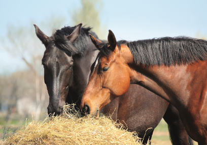 Pferde beim Fressen Hilfe - mein Pferd wird zu dünn