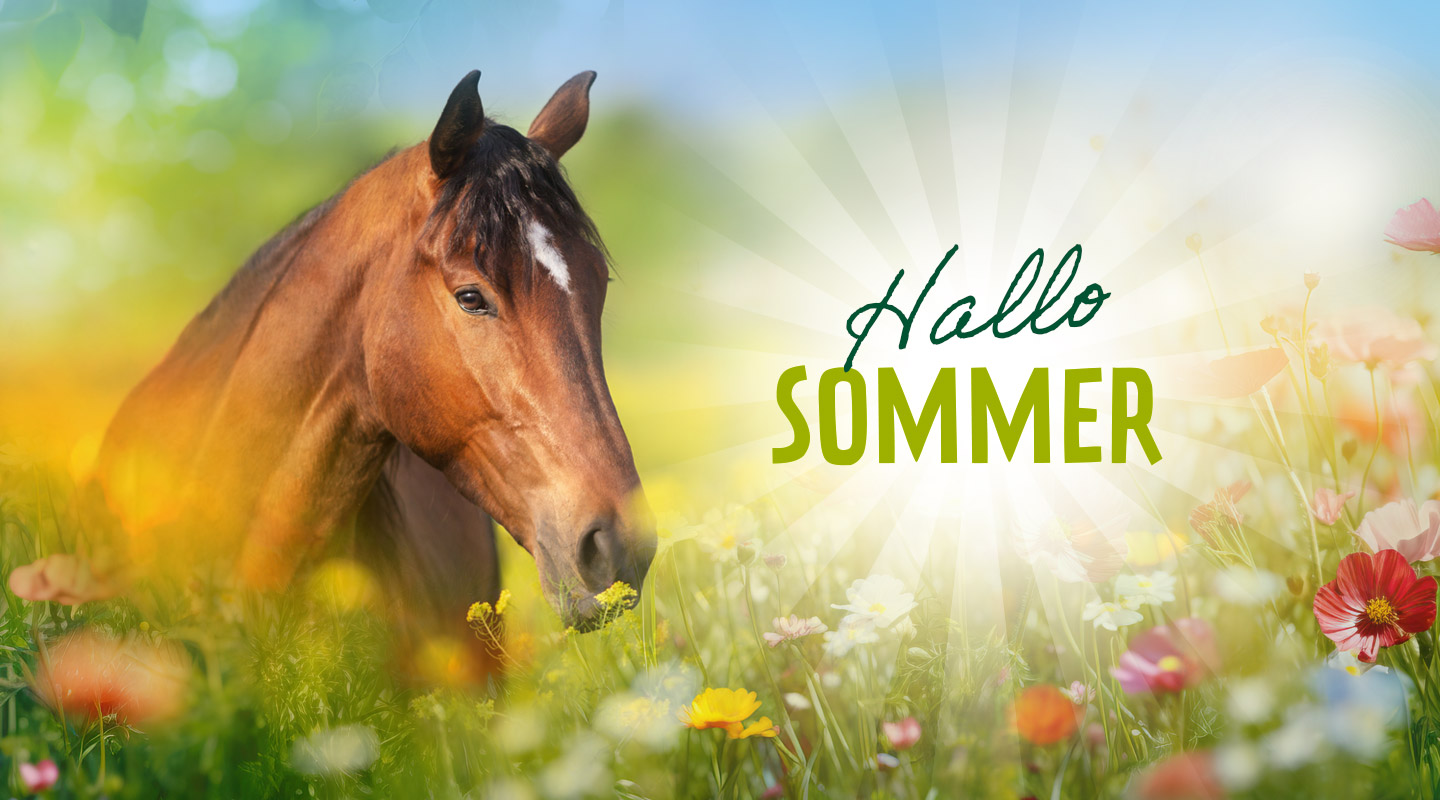 Ein braunes Pferd steht in einer blühenden Wiese mit bunten Blumen. Der Text 'Hallo SOMMER' ist im Bild.