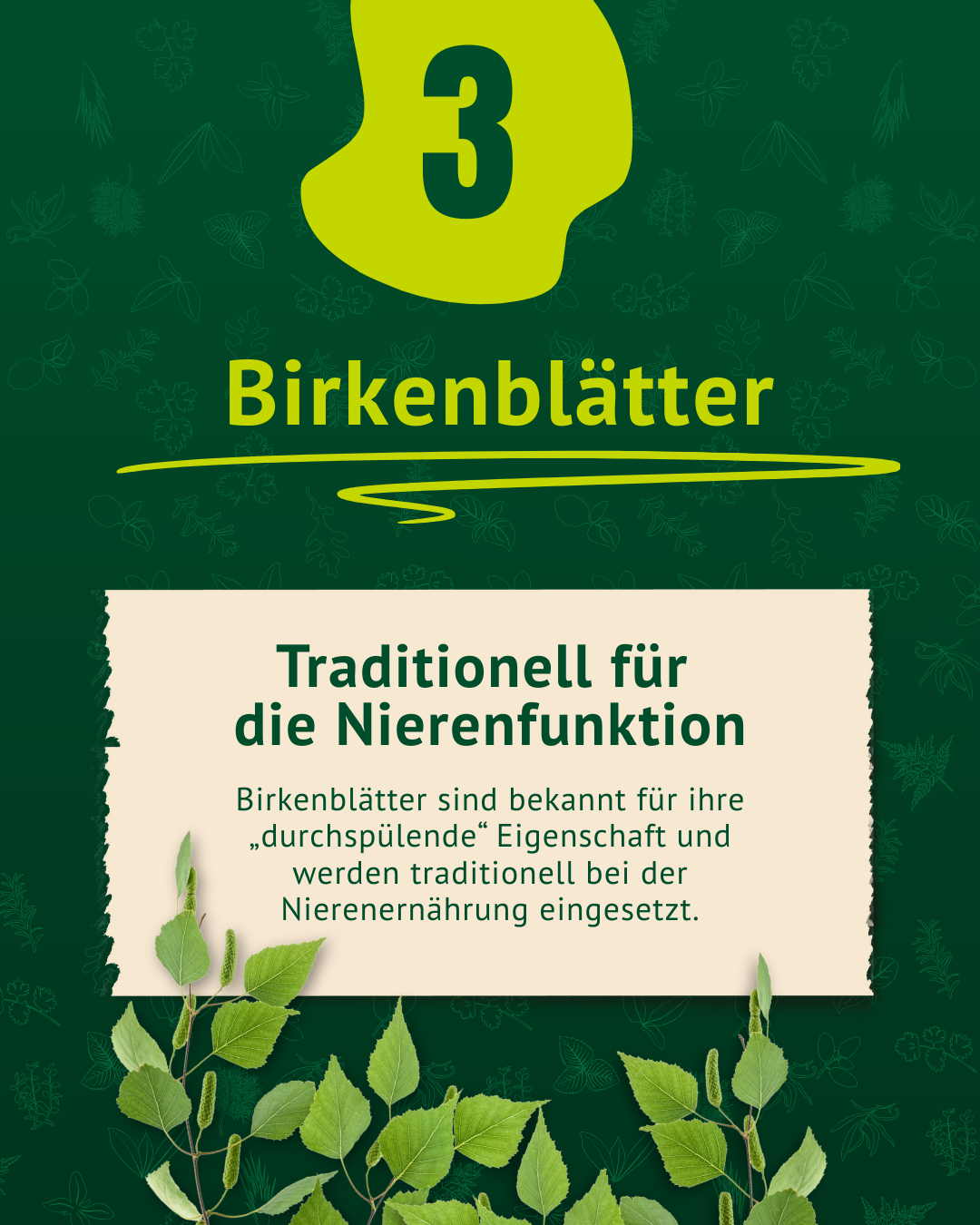 Beschreibung Birkenblätter inkl Foto Beschreibung Birkenblätter inkl Foto