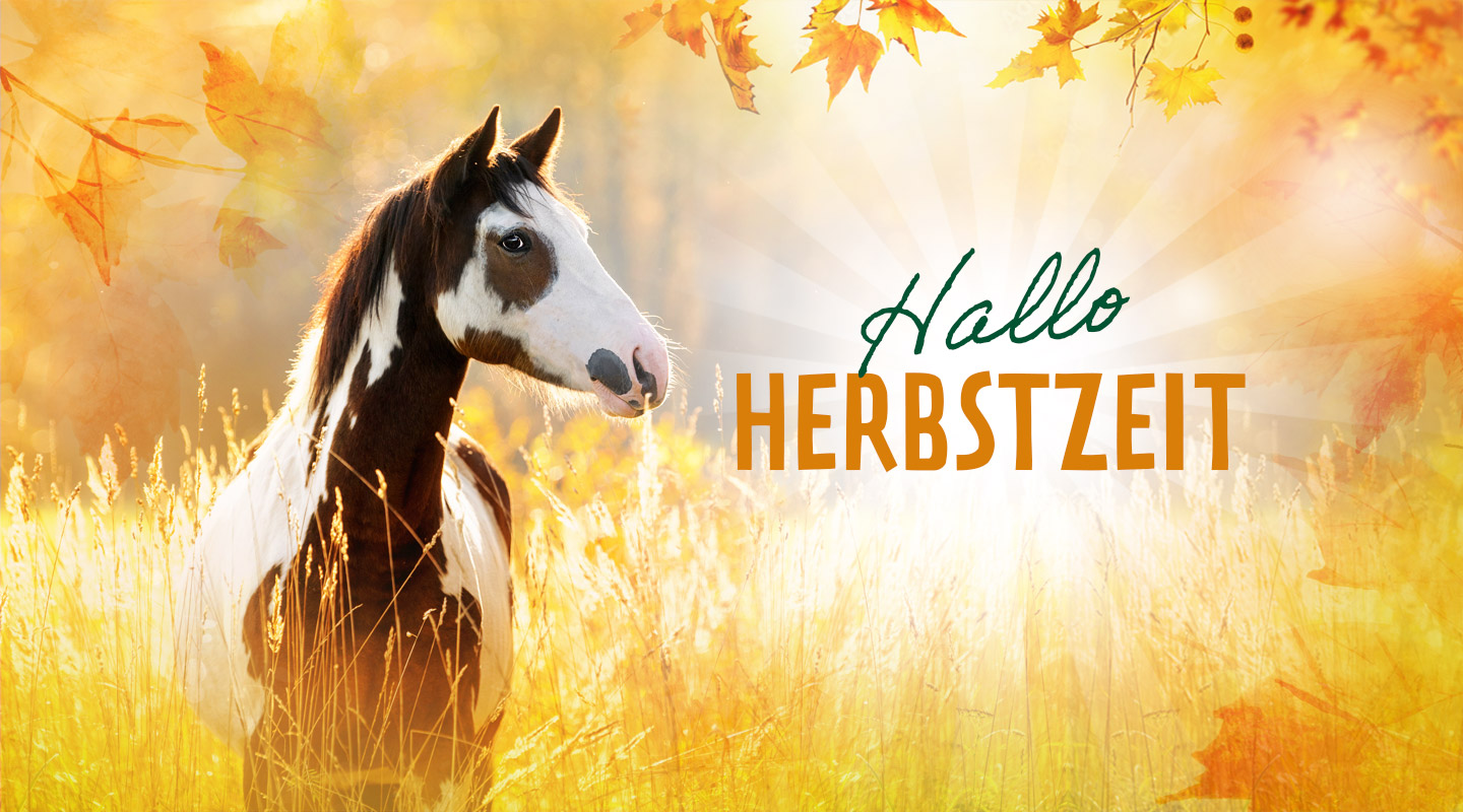Ein Pferd mit schwarz-weißer Fellzeichnung steht in einem herbstlichen Feld mit bunten Blättern im Hintergrund.