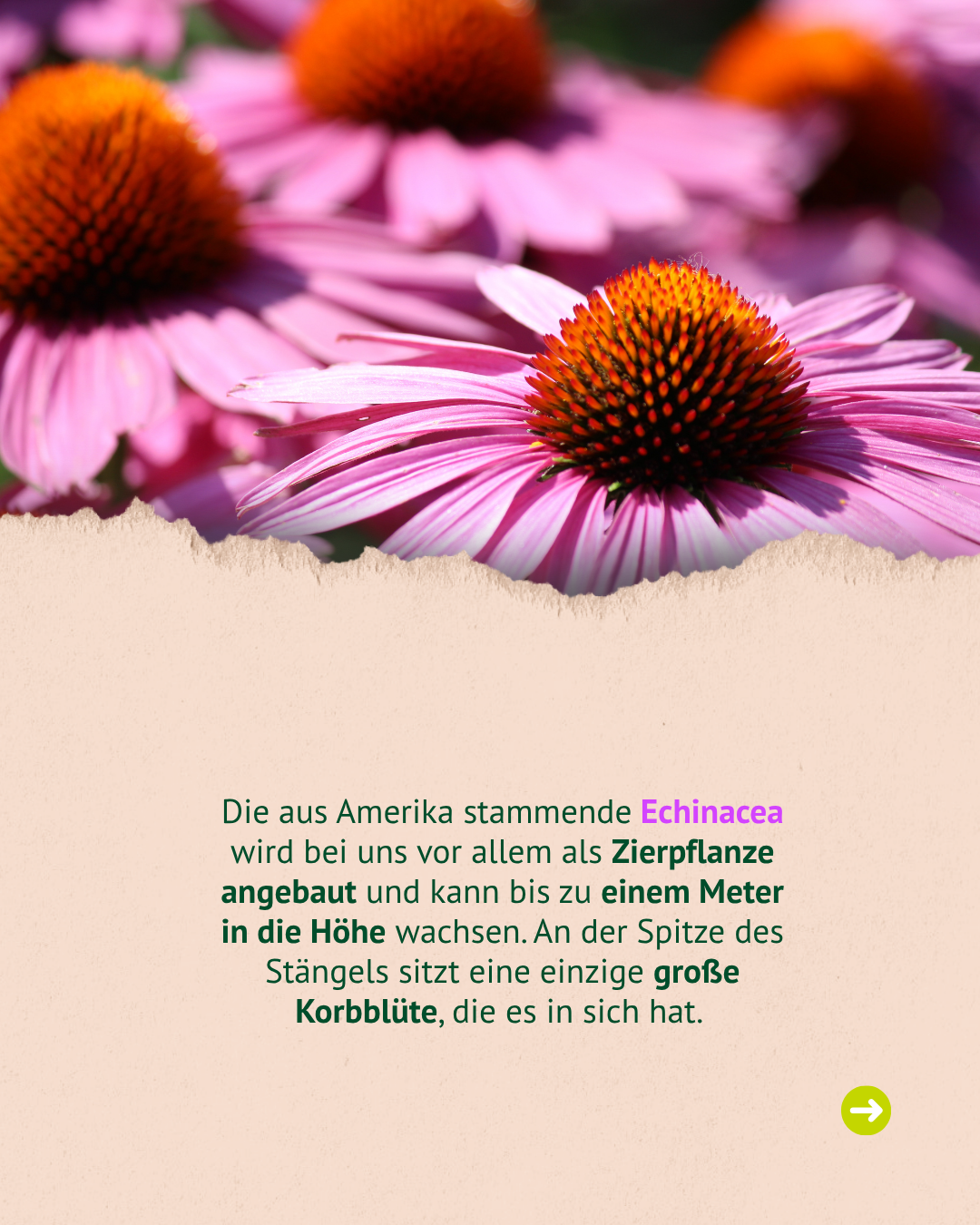 Nahaufnahme von rosa Echinacea-Blüten mit orangefarbenen Kegelköpfen. Nahaufnahme von rosa Echinacea-Blüten mit orangefarbenen Kegelköpfen.