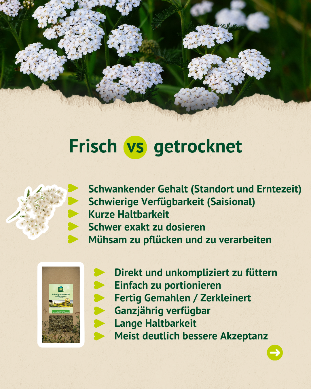 Vergleich von frischer und getrockneter Schafgarbe: Getrocknetes Kraut ist leicht zu dosieren, lange haltbar und unkompliziert zu füttern.