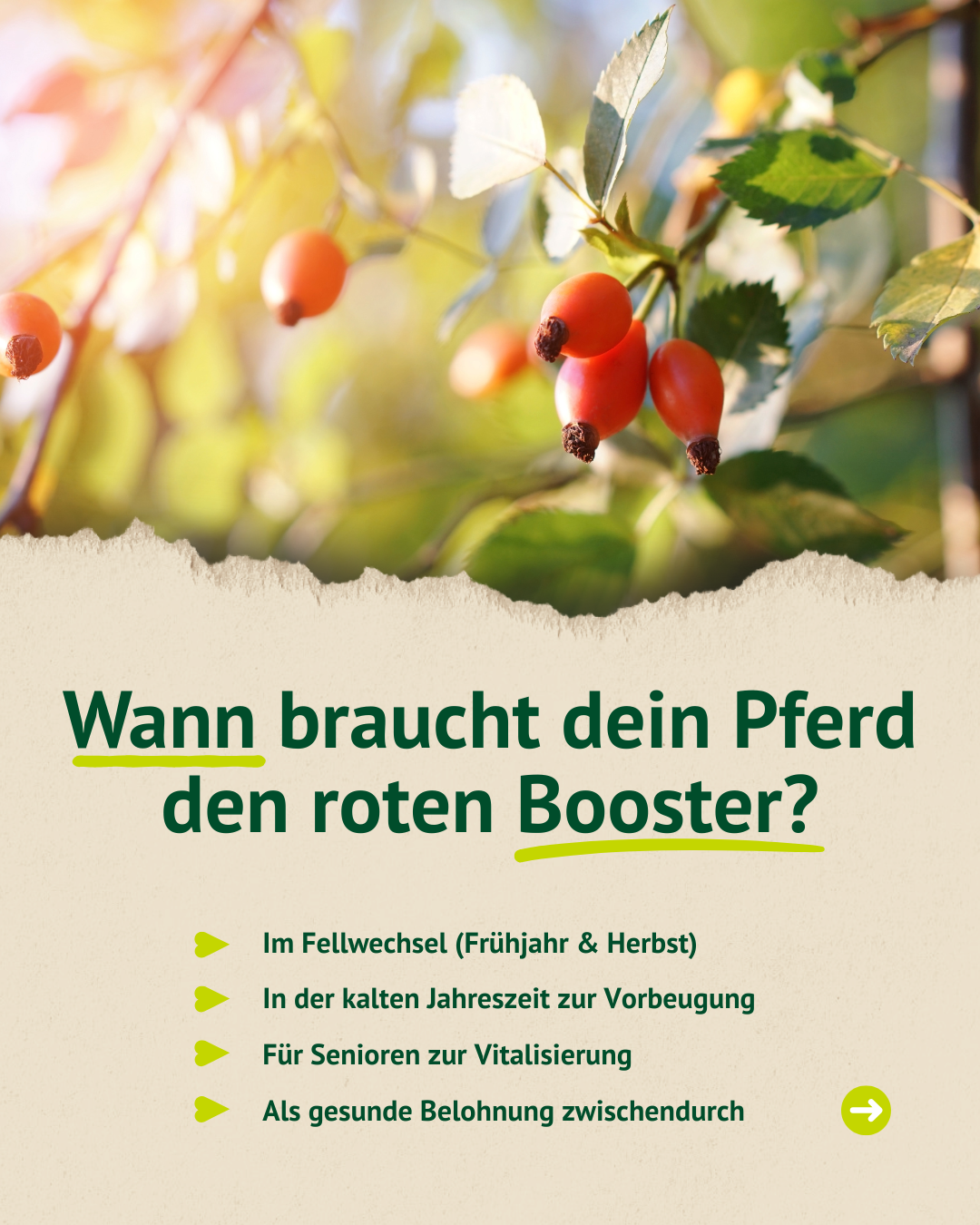 Nahaufnahme von Hagebutten an einem Zweig mit grünem Laub und Sonnenlicht im Hintergrund über einem Text mit vier Aufzählungspunkten zu Pferdegesundheit