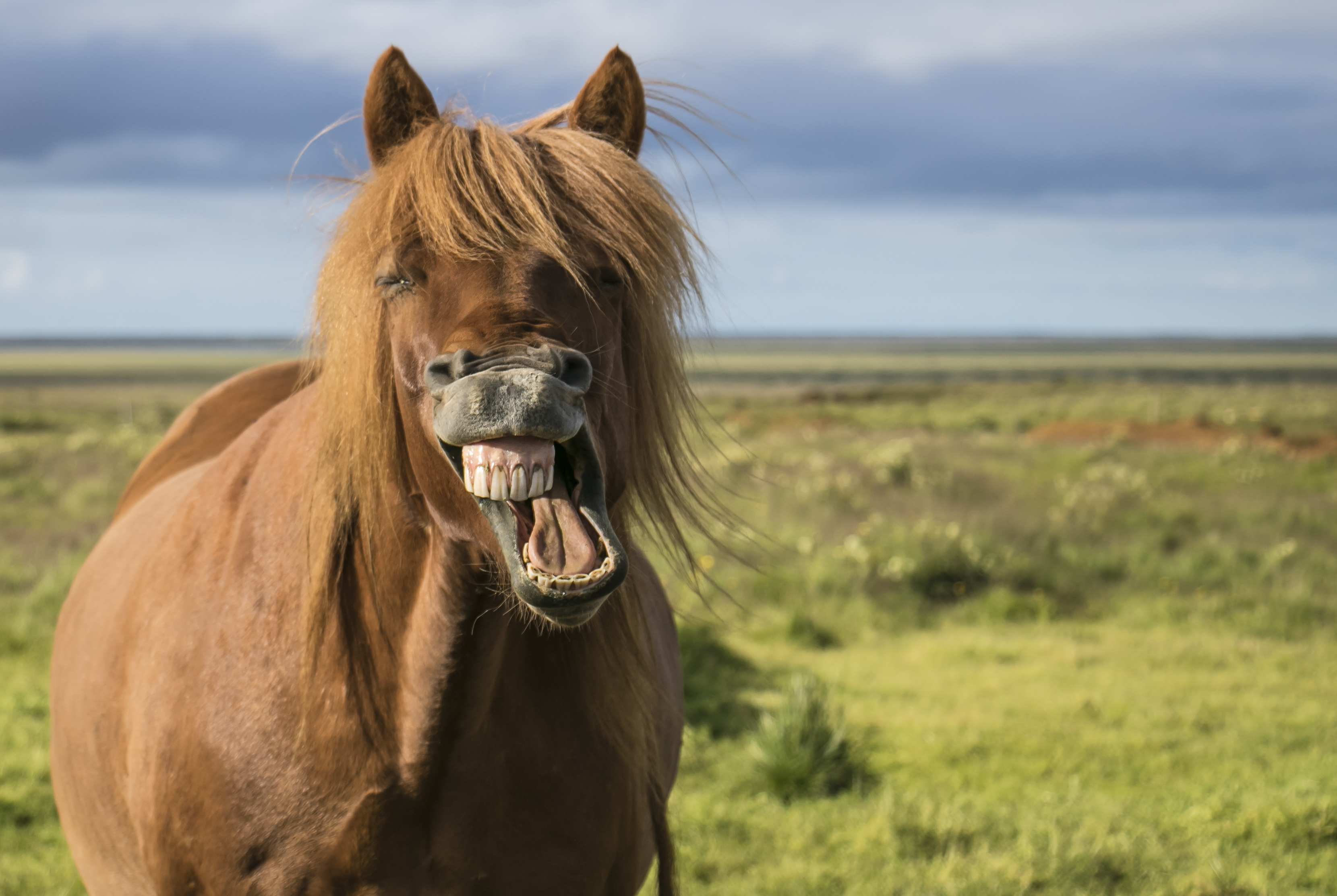 Коня споем. Лошадь смеется. Лошадь ржет. Морда лошади. Улыбка лошади.