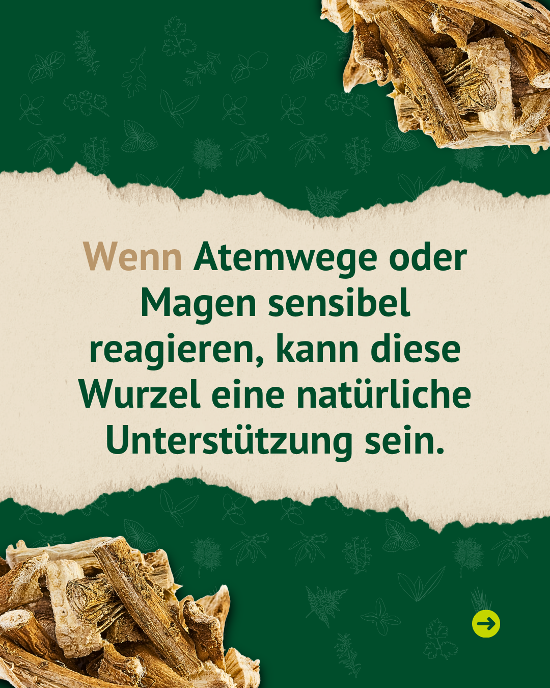 Grafik mit getrockneter Eibischwurzel und dem Hinweis, dass Eibischwurzel Atemwege und Magen sensibler Pferde natürlich unterstützen kann.