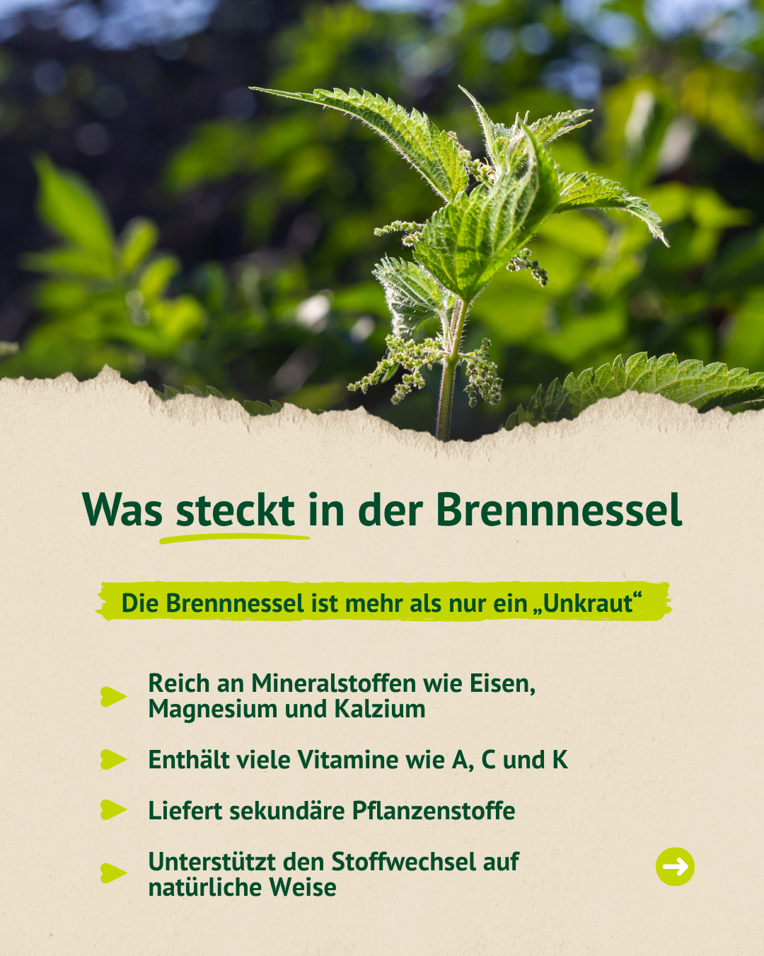 Nahaufnahme der Brennnessel mit Übersicht zu Inhaltsstoffen wie Mineralstoffen, Eisen und Kieselsäure
