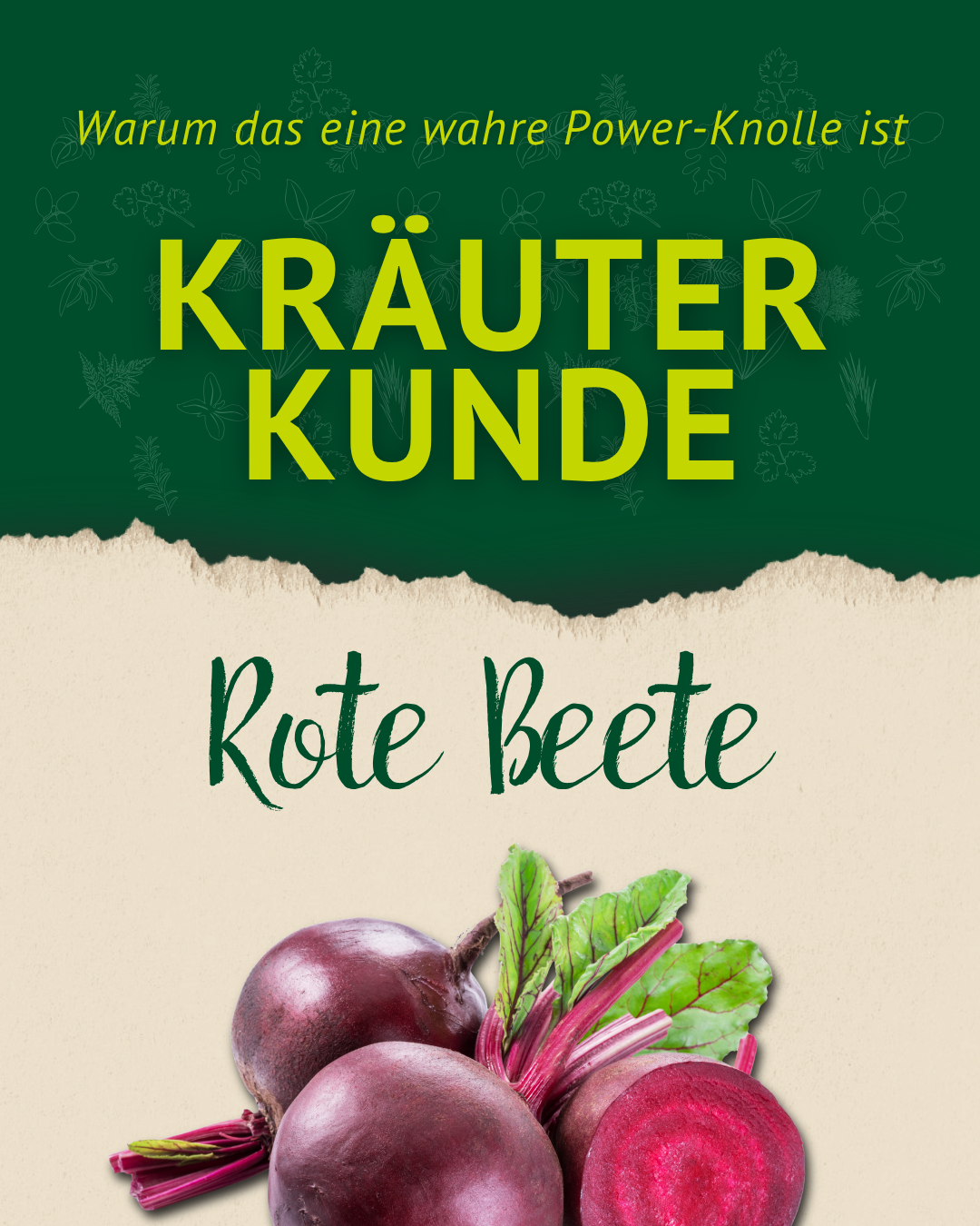 Kräuterkunde Rote Beete Titelbild mit frischer Knolle – natürliche Unterstützung für dein Pferd