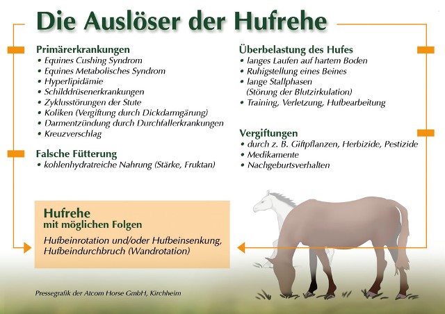 LEXA Bild zum Thema Hufrehe beim Pferd