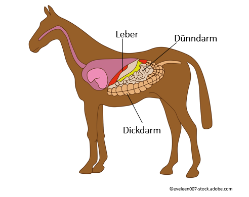 Heilerde Magengeschwür Pferd