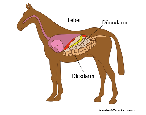 Innere Organe eines Pferdes Die Leber und der Darm des Pferdes