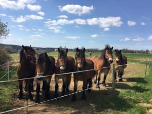 Wir empfehlen die Zufütterung eines passenden Mineralfutters während der Weidezeit, um einem Mangel vorzubeugen. Wir empfehlen die Zufütterung eines passenden Mineralfutters während der Weidezeit, um einem Mangel vorzubeugen.