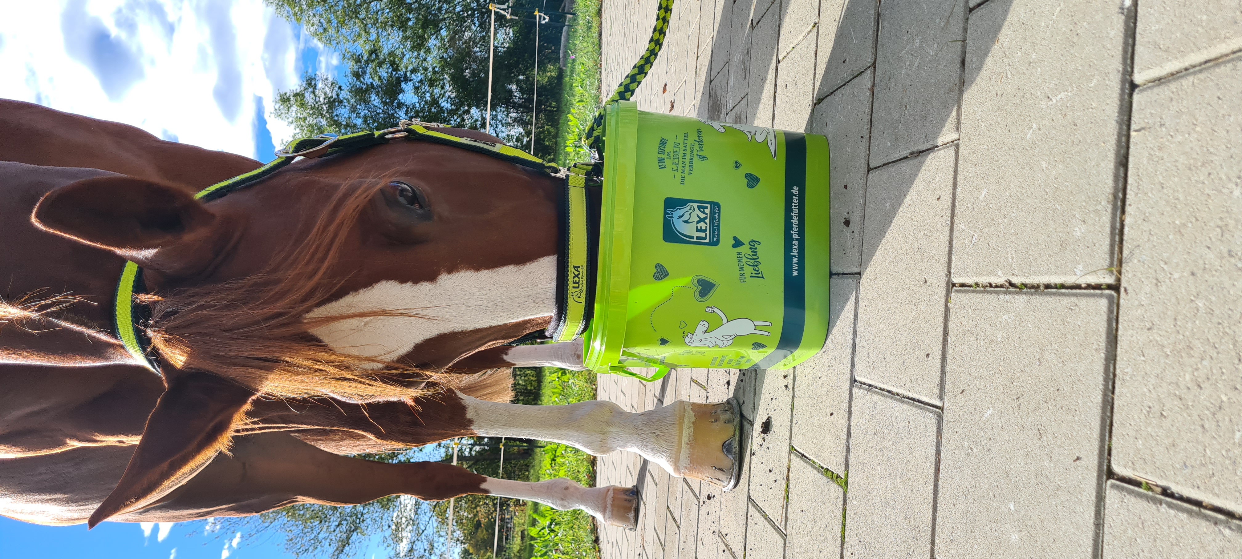 Ein helles Pferd steht vor einem Feld mit lila Lavendelblüten.