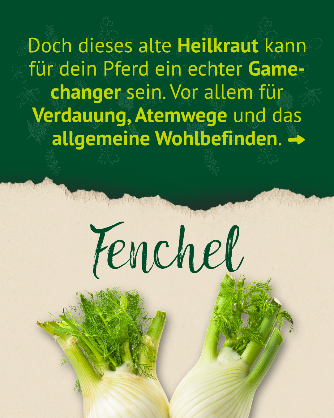 Fenchel als Heilpflanze für Pferde unterstützt Verdauung, Atemwege und Wohlbefinden