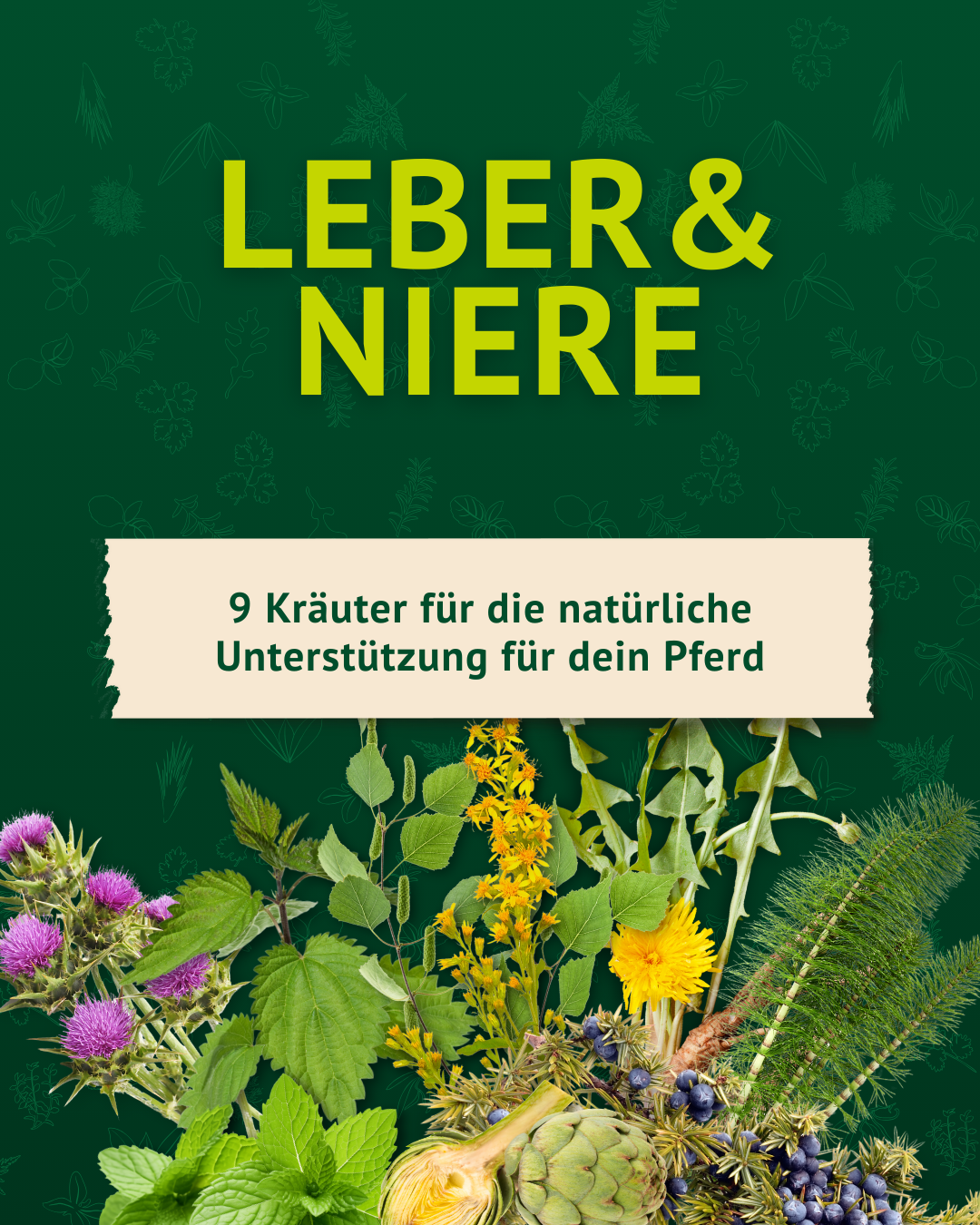 9 Kräuter für die natürliche Unterstützung 9 Kräuter für die natürliche Unterstützung