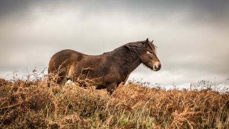Islandpferd mit Cushing