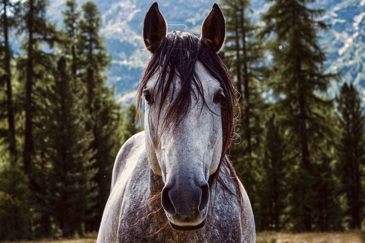 Graues Pferd im Wald Ein graues Pferd mit langen, dunklen Mähnen steht vor einem Wald mit hohen Bäumen.
