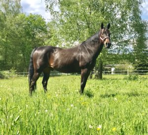 Je nach Standort unterscheidet sich der Gehalt an Spurenelementen im Weidegras. Je nach Standort unterscheidet sich der Gehalt an Spurenelementen im Weidegras.