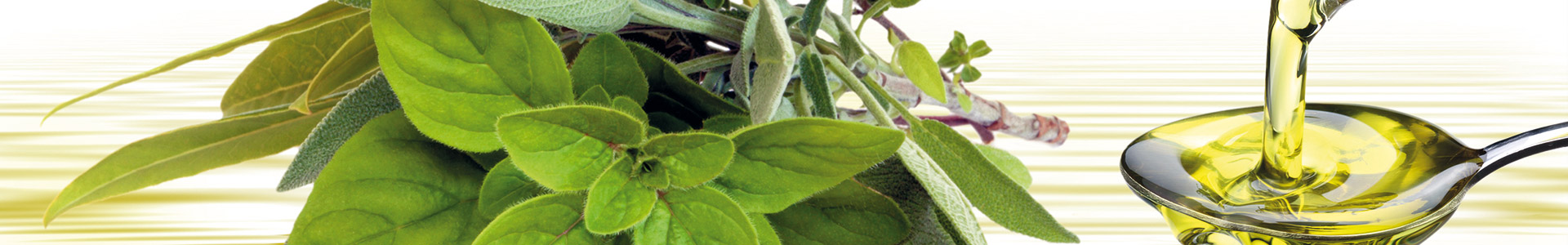 Kräuter und Olivenöl Frische Kräuter wie Basilikum und Oregano mit Olivenöl in einem Löffel.