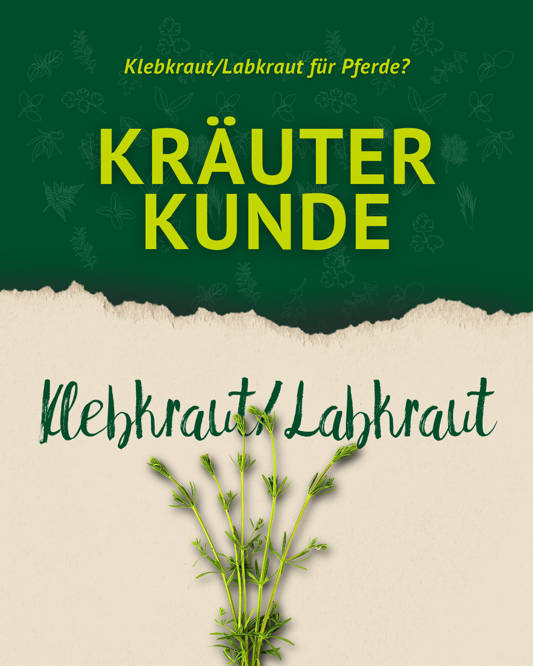 Titelbild der Kräuterkunde-Serie über Klebkraut/Labkraut für Pferde mit grün-beigem Design und Illustration der Pflanze.