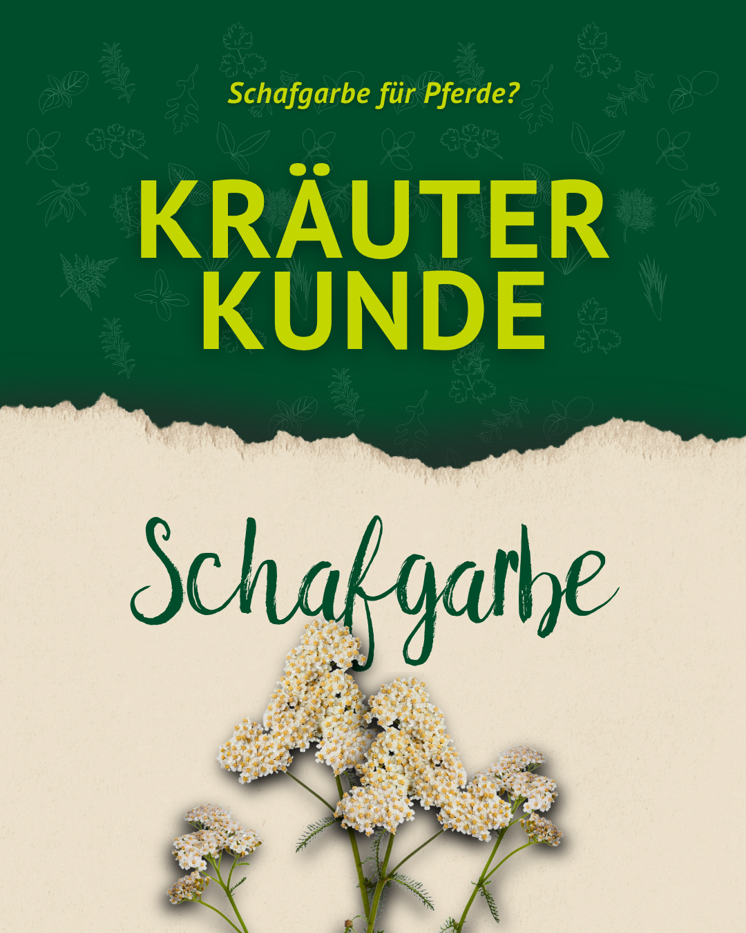 Titelgrafik zur Kräuterkunde über Schafgarbe für Pferde mit weißen Schafgarbenblüten auf grünem und cremefarbenem Hintergrund.