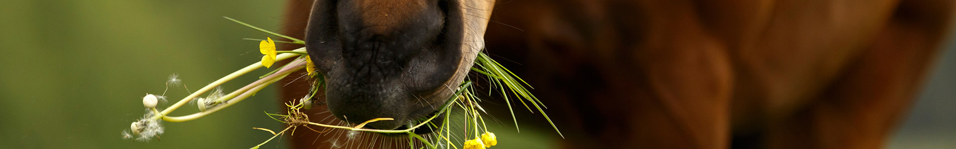 Pferd mit Wiese im Maul Ein Pferd mit einer Wiese im Maul, umgeben von grünen Pflanzen.