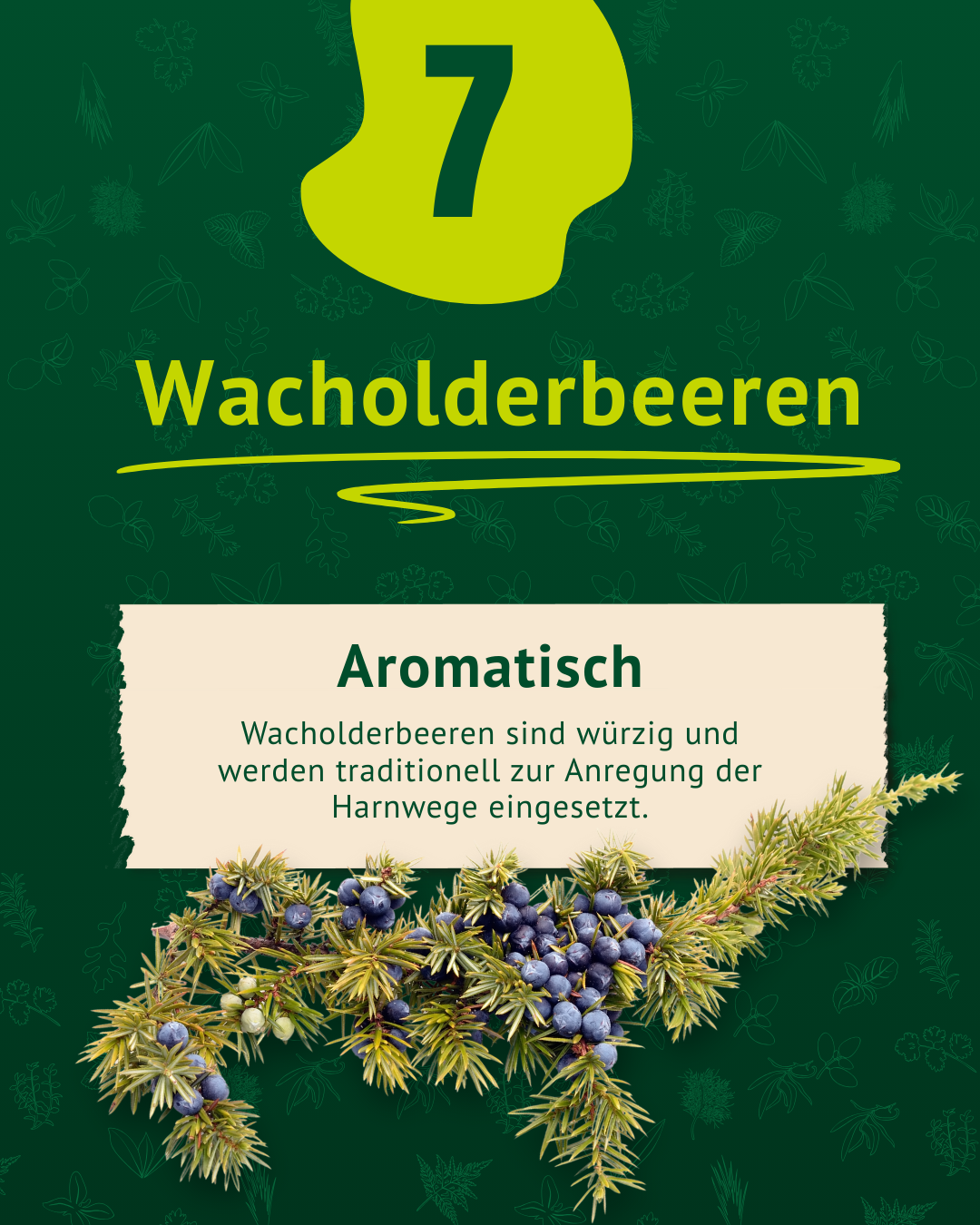 Bechreibung der Wachholderbeeren inkl Foto Bechreibung der Wachholderbeeren inkl Foto