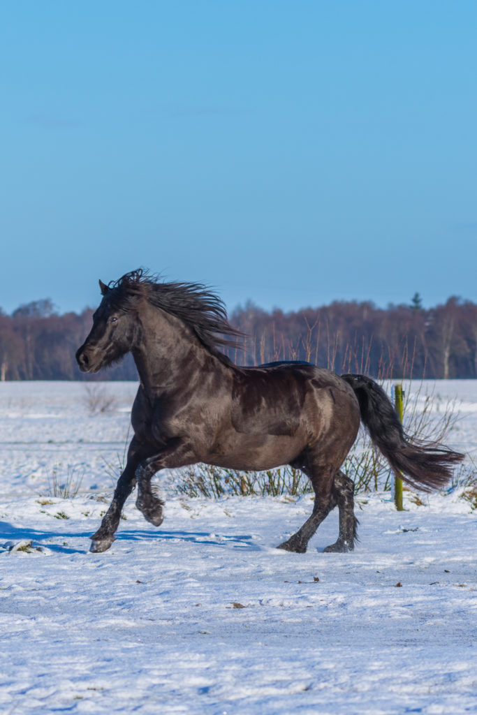 Futter Altes Dünnes Pferd