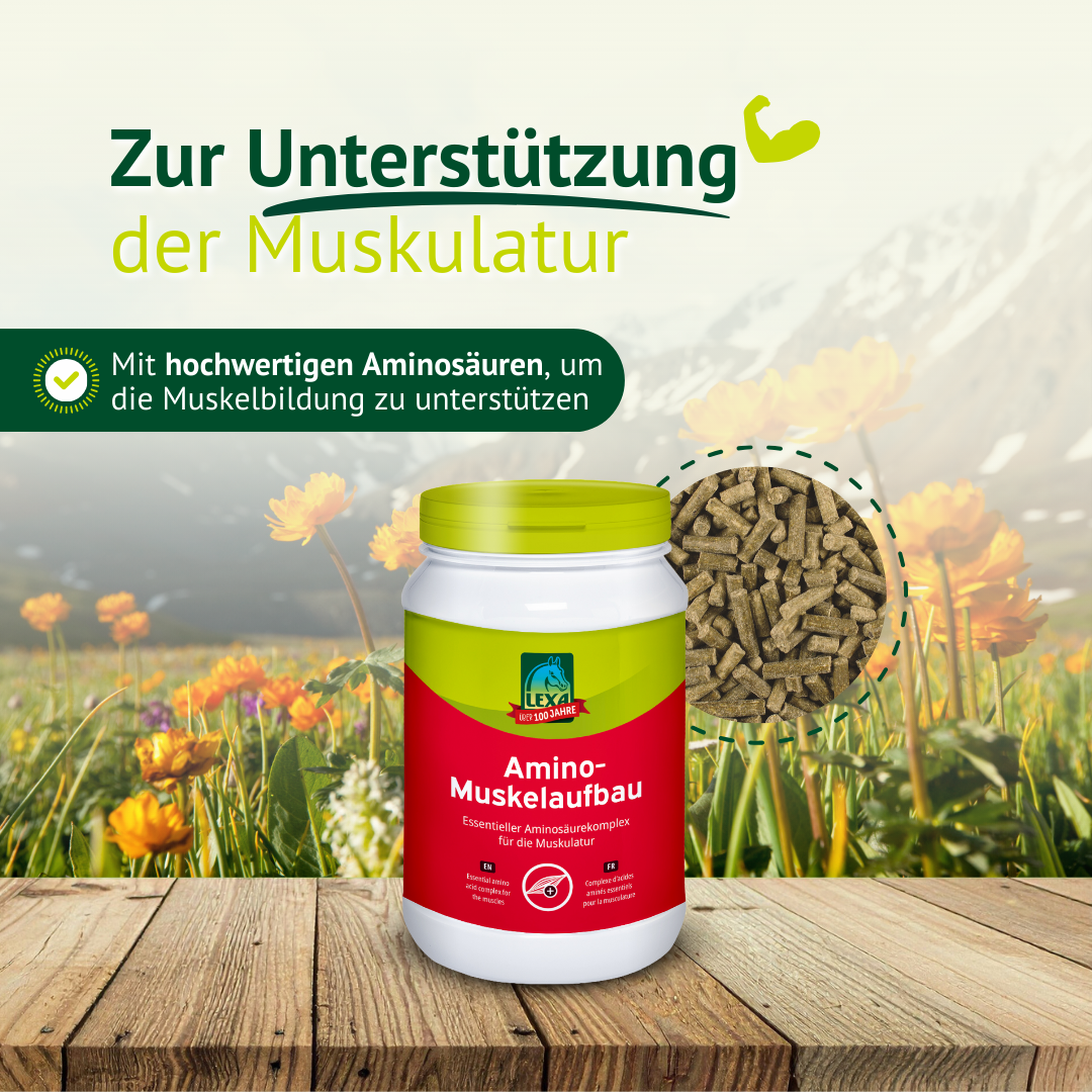 LEXA Amino-Muskelaufbau Produktdose auf Holztisch vor Blumenwiese mit Hinweis auf gezielte Nährstoffergänzung