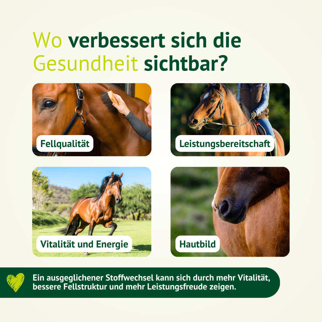 LEXA Infografik zum Pferdestoffwechsel mit vier Pferdefotos zu Fellqualität, Leistungsbereitschaft, Vitalität und Energie sowie Hautbild.