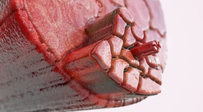 Muskelfasern Großaufnahme