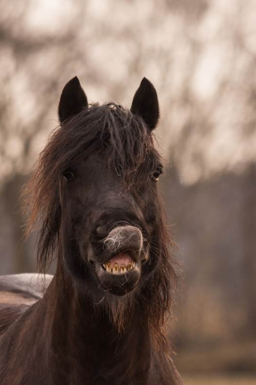 Porträt eines schwarzen Pferdes Zahnprobleme beim Pferd