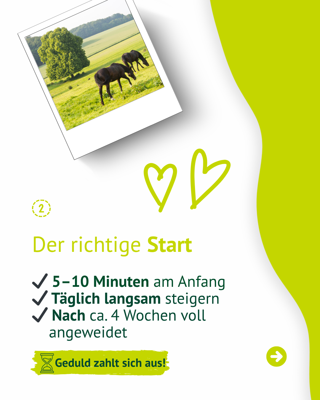 Infografik mit Empfehlung zum Start ins Anweiden mit kurzen Weidezeiten und langsamer Steigerung