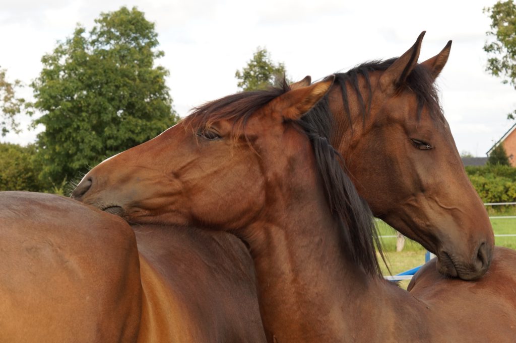 Pferd Hat Talgiges Fell