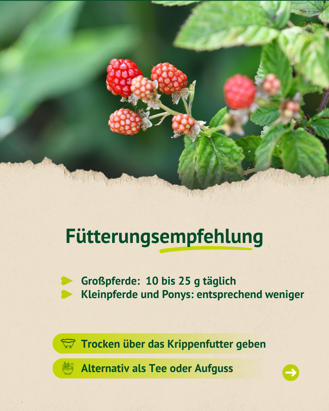 Infografik mit Himbeerstrauch zur Fütterungsempfehlung von Himbeerblättern für Großpferde, Kleinpferde und Ponys.