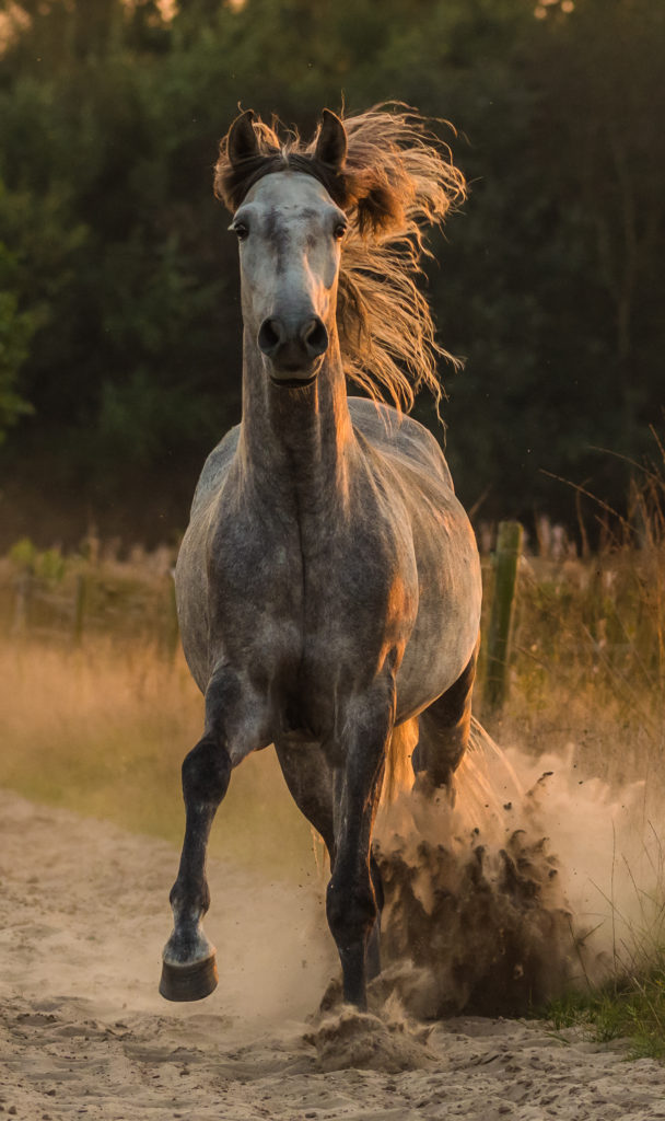Laufendes graues Pferd auf sandigem Weg Ein graues Pferd läuft schnell über einen sandigen Weg, mit fliegender Mähne und Staubwolken um sich herum.