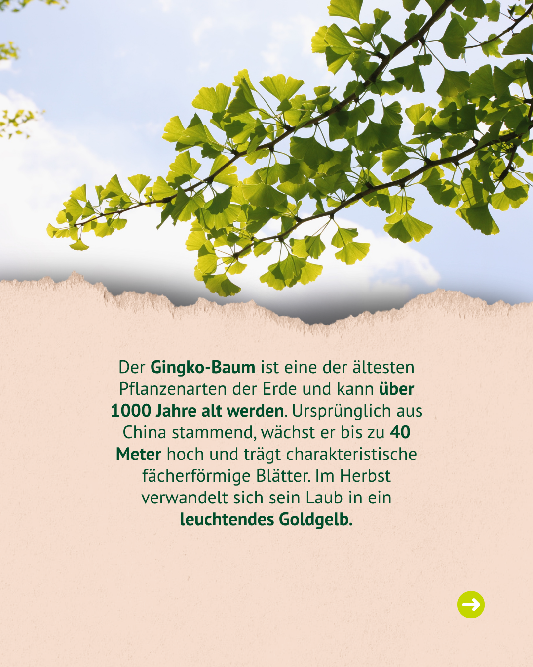 Hintergrundinformationen zum Ginkgo-Baum: eines der ältesten Pflanzenarten der Erde, kann über 1000 Jahre alt werden, stammt aus China, wird bis zu 40 Meter hoch und hat fächerförmige Blätter, die im Herbst leuchtend goldgelb werden.