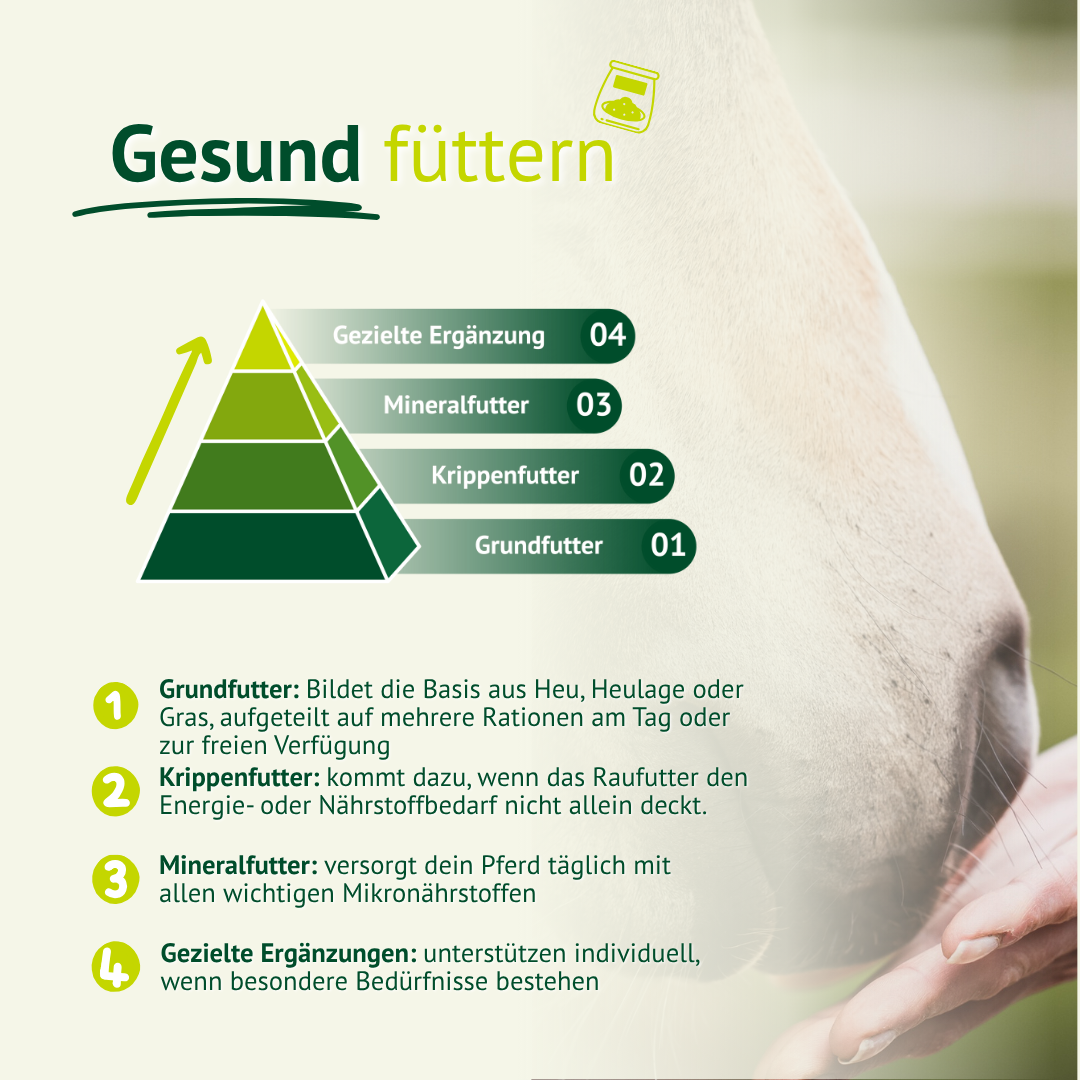 Infografik 'Gesund füttern' mit einer Fütterungspyramide für Pferde, die aus vier Stufen besteht: 1. Grundfutter (Basis), 2. Krippenfutter, 3. Mineralfutter und 4. Gezielte Ergänzung (Spitze). Dazu kurze Erklärungen zu jeder Stufe.