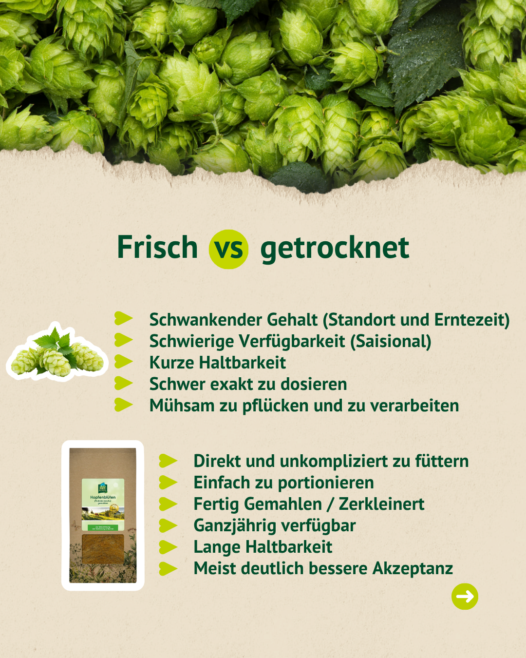 Infografik zum Vergleich von frischen und getrockneten Hopfenblüten mit Vorteilen der getrockneten Fütterung.