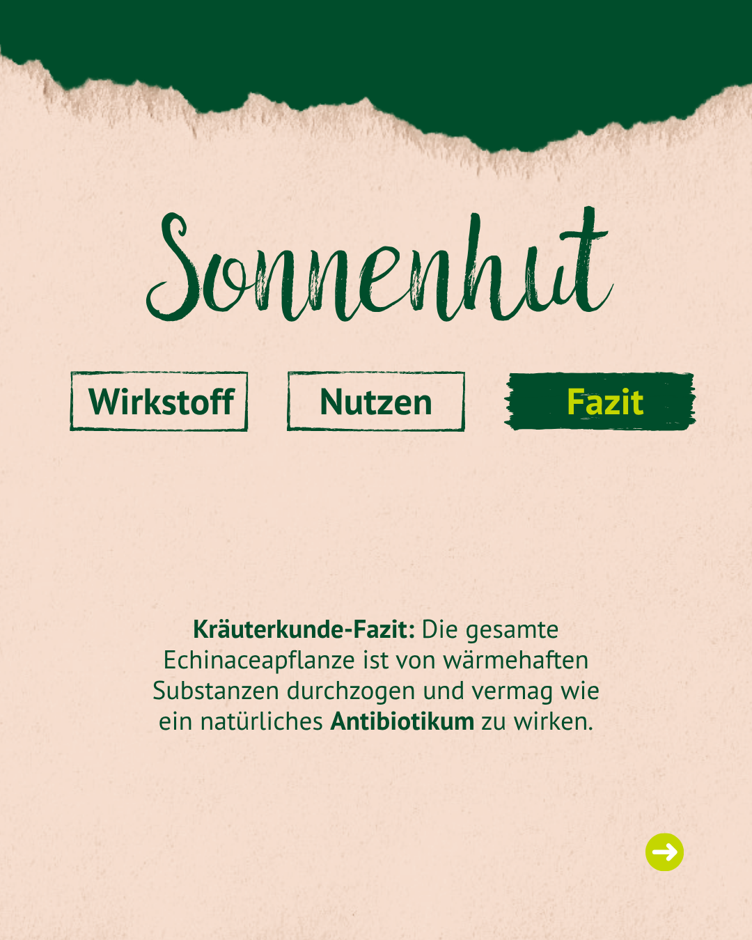 Überschrift mit Sonnenhut, mit drei Reitern und der letzte "Fazit" ist dunkelgrün markiert. Dann steht noch ein einen kleines Kräuter Fazit. Überschrift mit Sonnenhut, mit drei Reitern und der letzte "Fazit" ist dunkelgrün markiert. Dann steht noch ein einen kleines Kräuter Fazit.