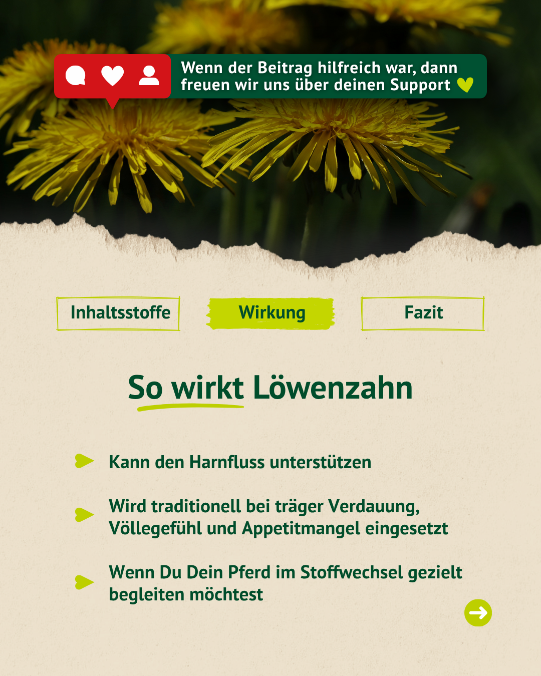 Löwenzahn auf der Weide mit Infos zur Wirkung auf Leber und Galle bei Pferden