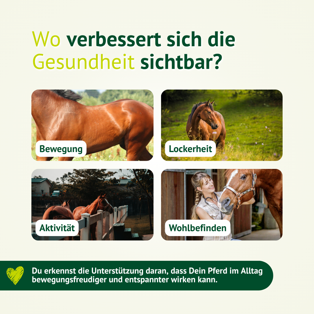 Infografik, wo sich die Unterstützung durch LEXA Teufelskralle zeigen kann, zum Beispiel bei Bewegung, Lockerheit, Aktivität und Wohlbefinden des Pferdes.
