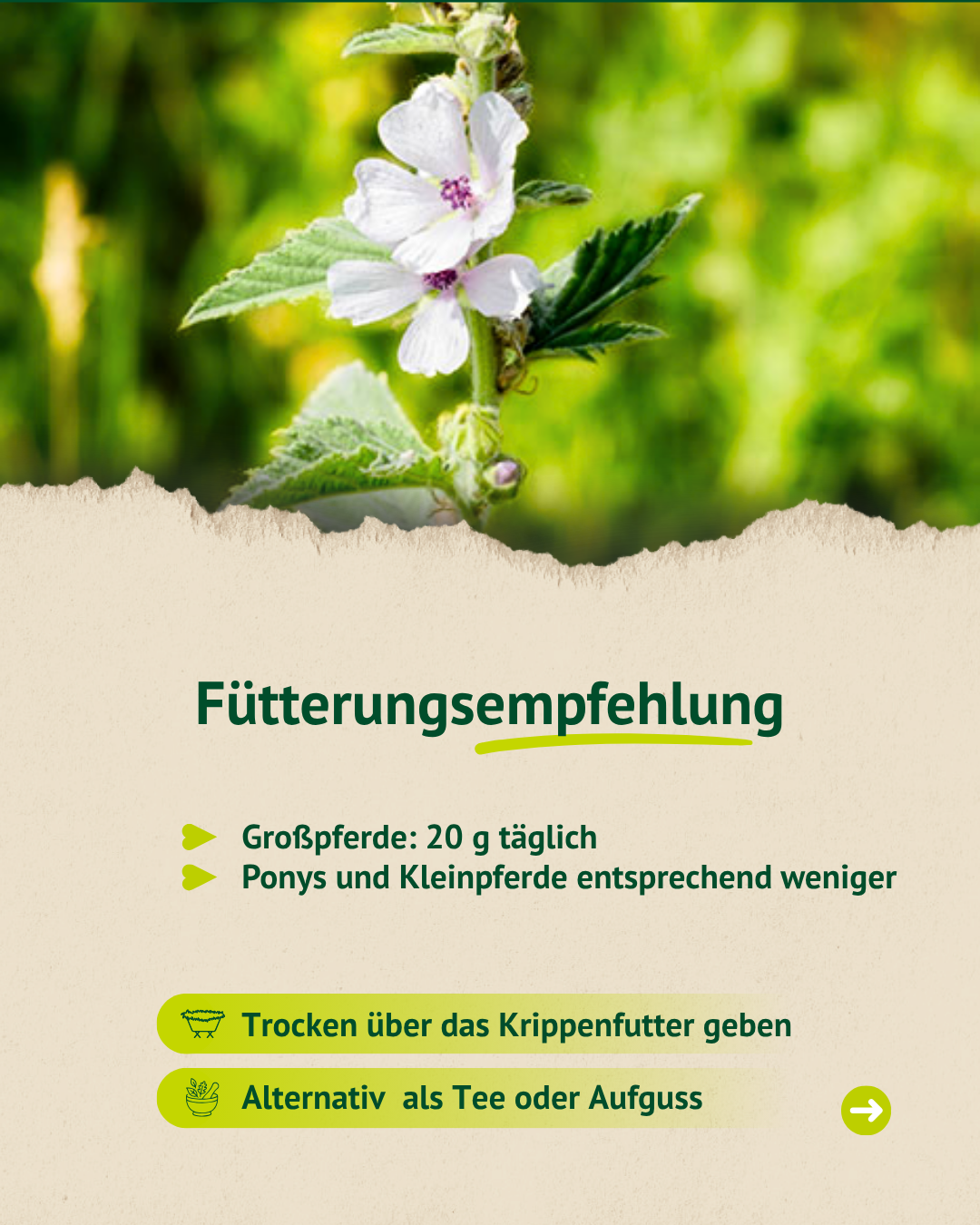 Grafik zur Fütterungsempfehlung von Eibischwurzel für Pferde mit Hinweis zur Gabe über das Krippenfutter oder als Tee.