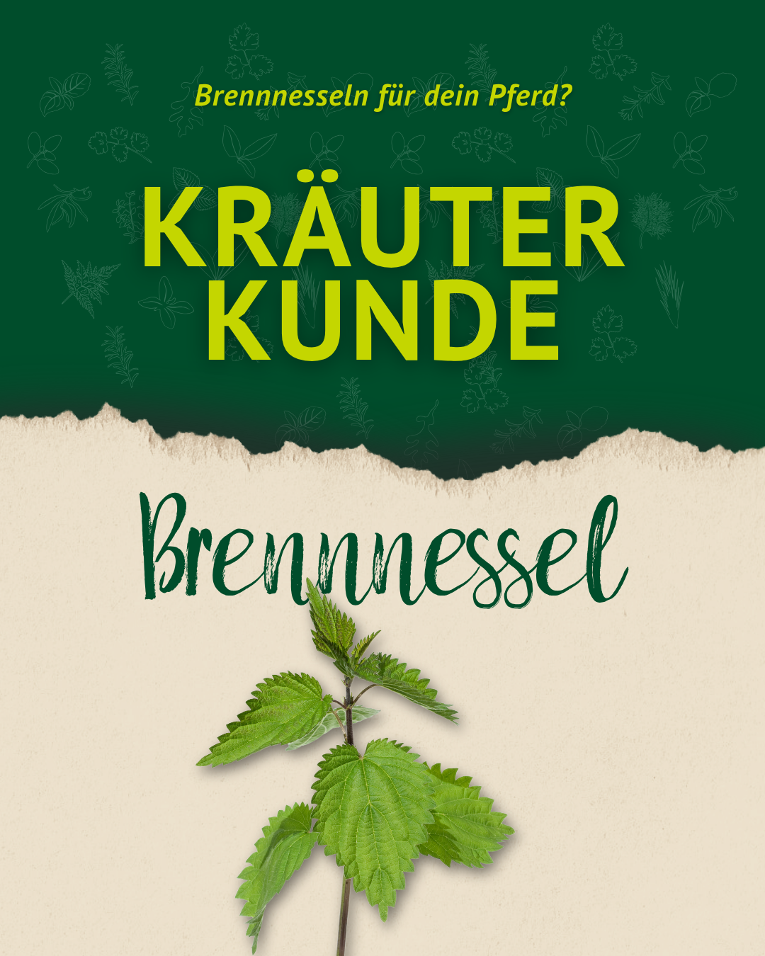 Titelgrafik „Kräuterkunde Brennnessel“ mit frischer grüner Brennnesselpflanze