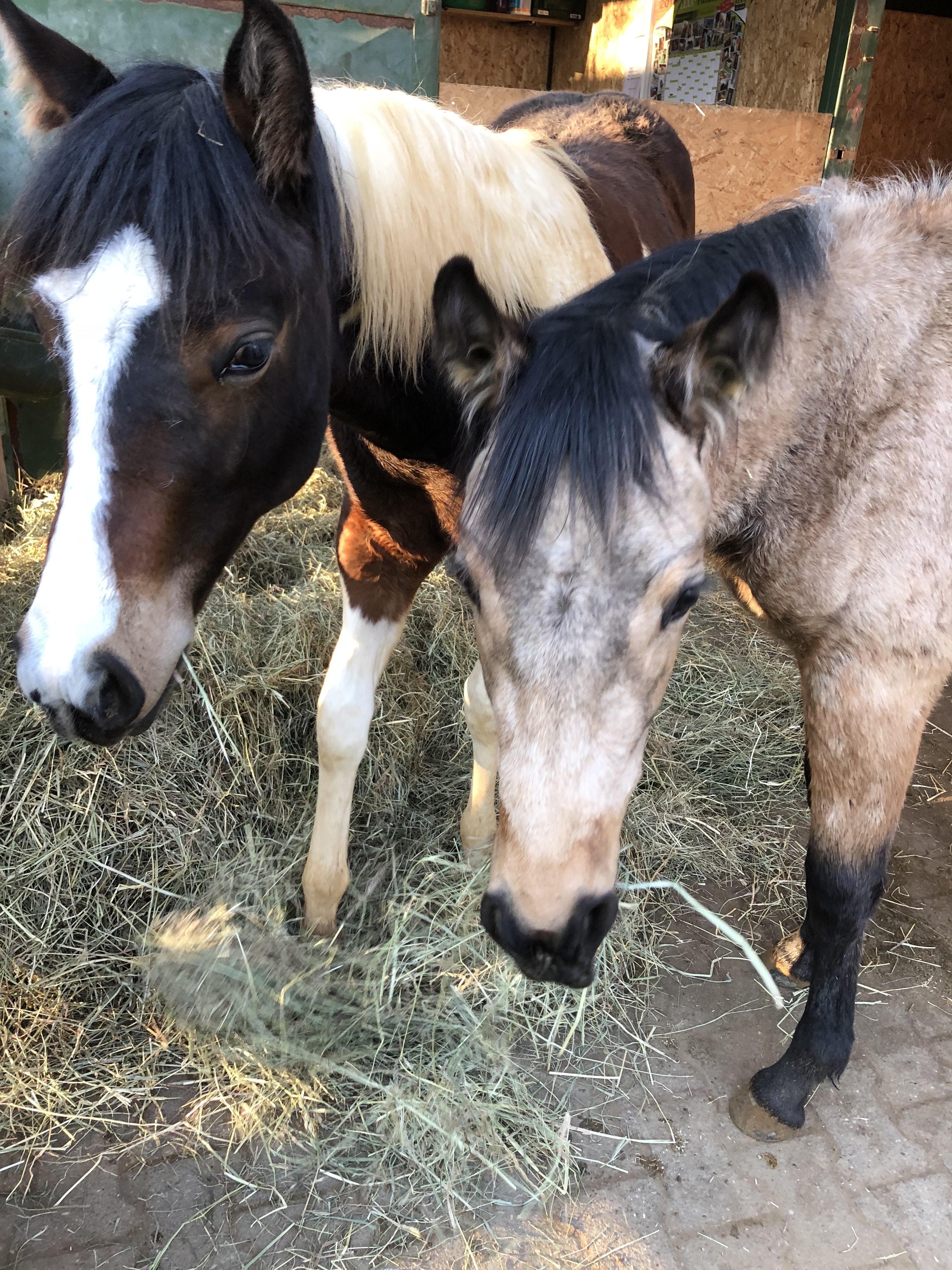 Häufig ist die Proteinversorgung im Winter zu gering. Häufig ist die Proteinversorgung im Winter zu gering.