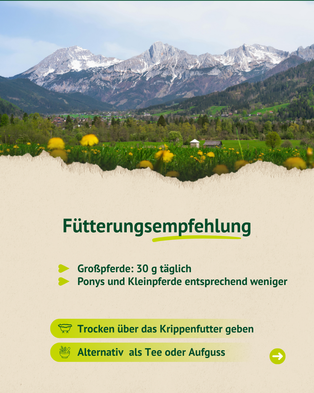 Löwenzahnkraut mit Fütterungsempfehlung für Pferde und Anwendungshinweisen