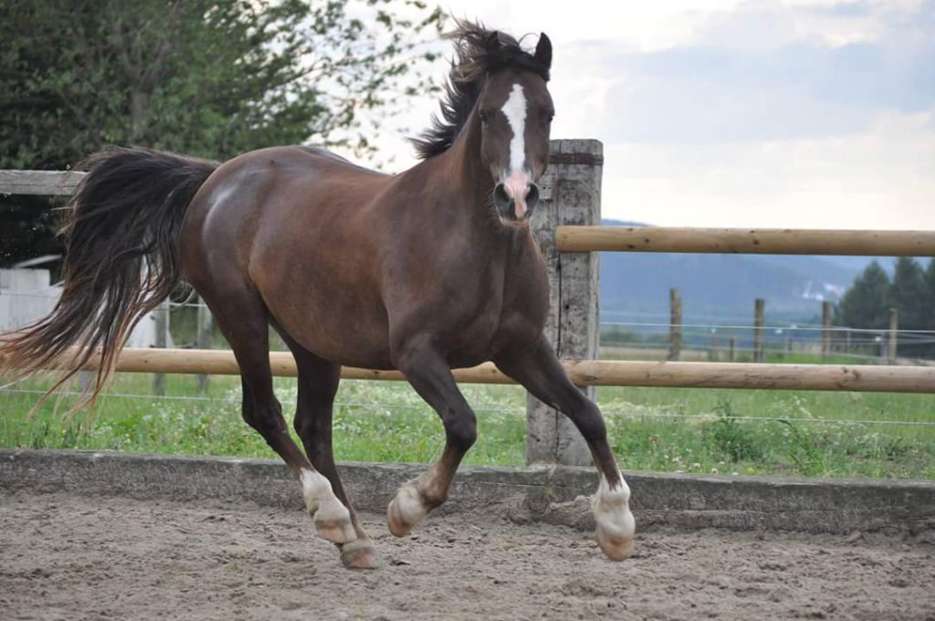 Braunes Pferd im Galopp Gallen beim Pferd