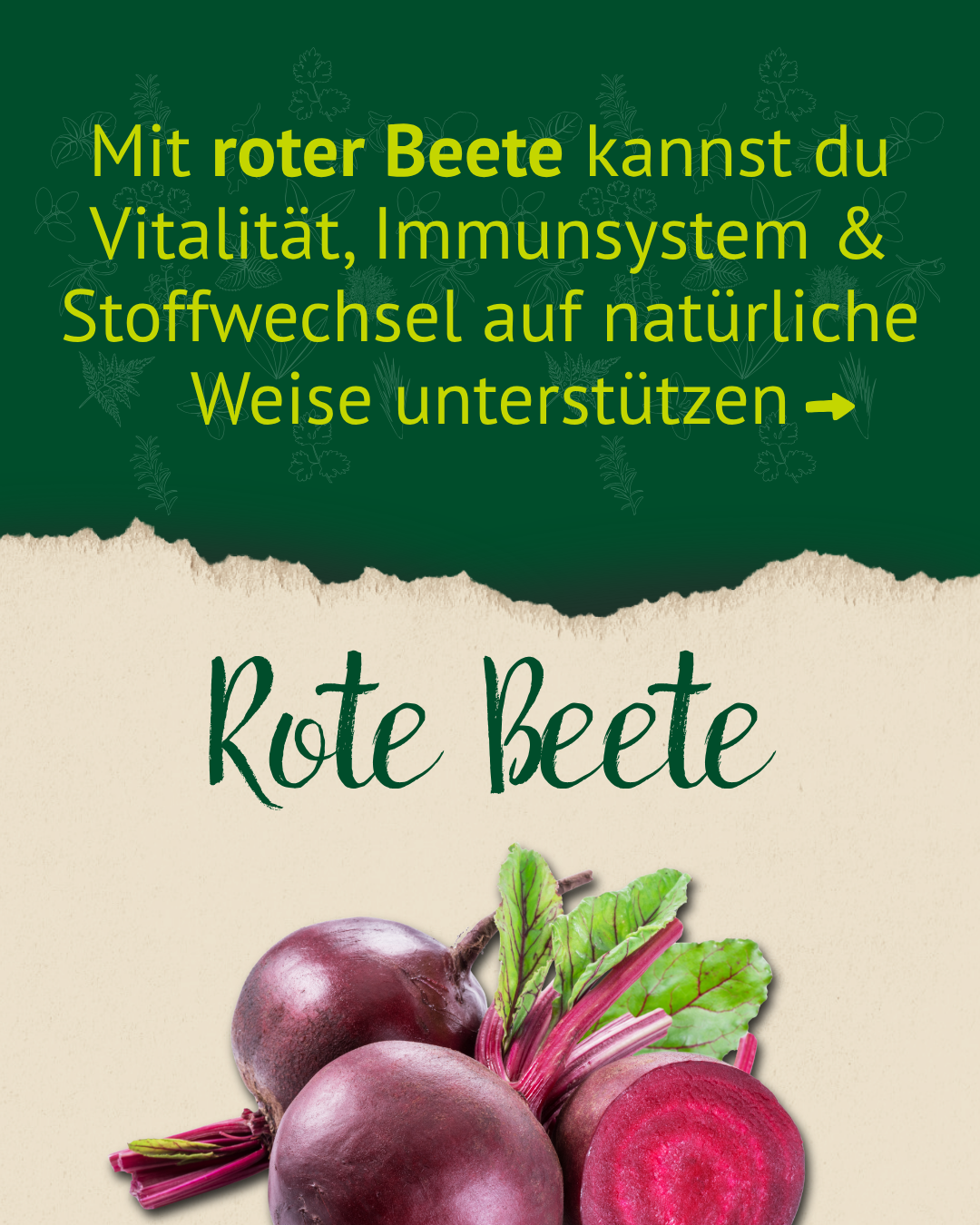Rote Beete reich an Vitaminen und Mineralstoffen – wertvolle Nährstoffe für dein Pferd