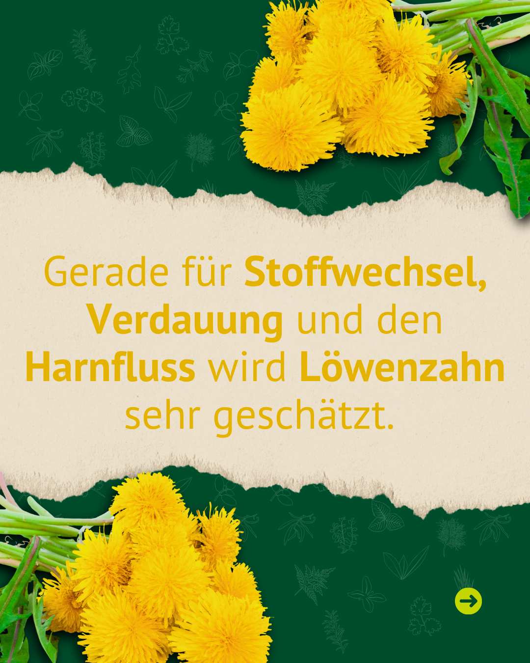 Löwenzahnblätter und Blüten mit Hinweis auf Unterstützung von Verdauung und Stoffwechsel beim Pferd